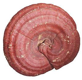 入殓师模拟器《停尸间助手》新预告 8月2日发售